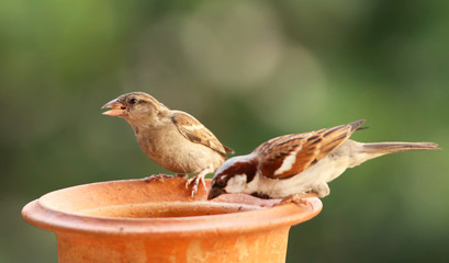 House sparrow feeding