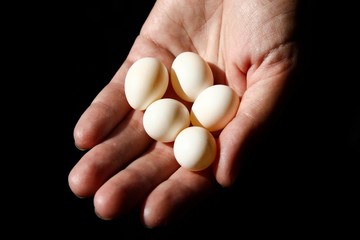 Eggs of the parrot '' Corella '' on the palm of the hand.