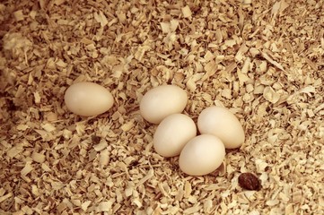 Eggs of the parrot '' Corella '' in the nest.