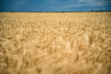 Golden wheat field with blue sky and white clouds in background. Selective focus