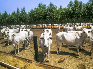 A group of cattle in confinement