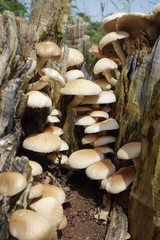 Climbing Mushrooms