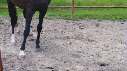 Dark beautiful horse takes off and runs down the paddock outdoor. The horse shows his temper