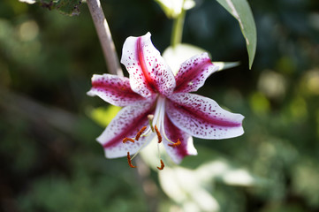 Stargazer Lily