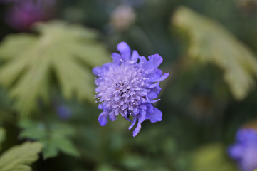 Blüte