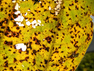 Asian rust (Phakopsora pachyrhizi) on soy leaf