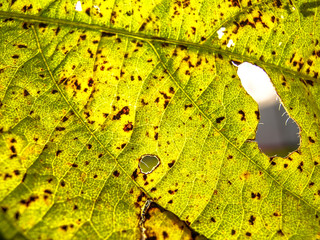 Asian rust (Phakopsora pachyrhizi) on soy leaf
