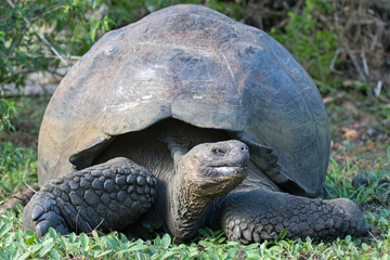 Giant Tortoises on the Galapagos Islands