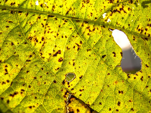 Asian Rust (Phakopsora Pachyrhizi) On Soy Leaf