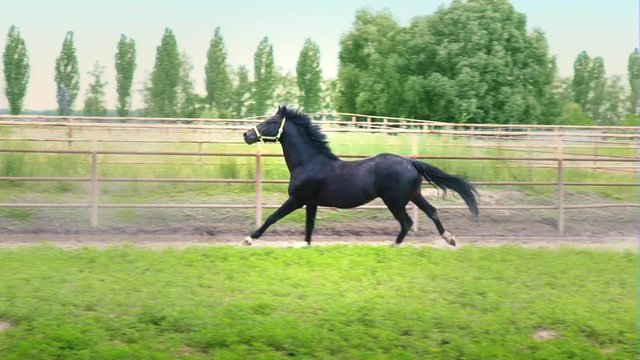 Black beautiful horse galloping on the green grass in the paddock