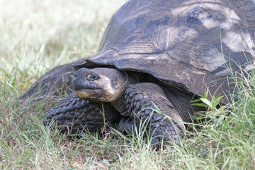 Giant Tortoises on the Galapagos Islands