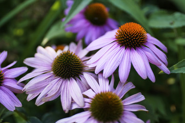 Blüte