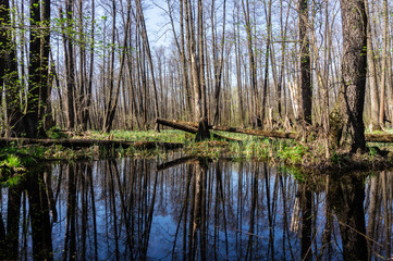 Fototapeta na wymiar Forest reflecting on river, Spring landscape on the river with forest