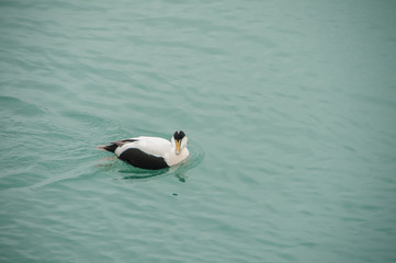 Patos no seu ambiente natural