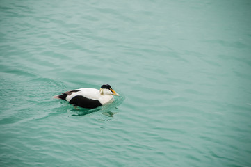 Patos no seu ambiente natural