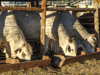 nelore cattle in confinement in Brazil
