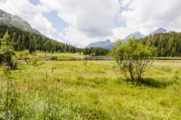 Obraz premium St. Moritz, Stazersee, Badesee, Bergsee, Stazerwald, Wanderweg, Uferweg, Grillplatz, Engadin, Oberengadin, Alpen, Graubünden, Sommer, Schweiz