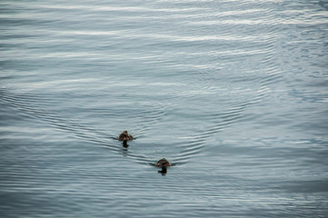 Patos no seu ambiente natural