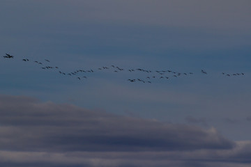 flock in flight