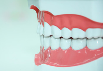 Plastikowy model zębów - obrazy, fototapety, plakaty