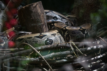 Python snake in its nest wrapped around a cut off tree trunk