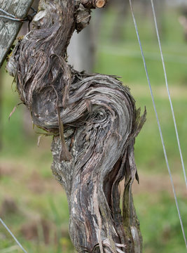 pied de vigne