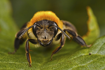 Bee on a Leaf