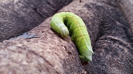 caterpillar