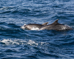 Dolphins swimming in the ocean 