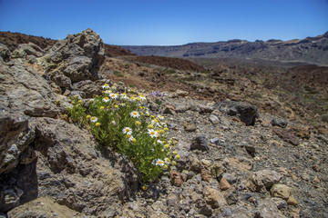 Desert in Tenerife. Lunar landscape in Tenerife national park.Volcanic mountain scenery, Teide National Park, Canary islands, Spain.Hiking in the mountains and desert