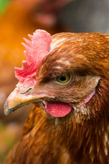chicken head shot