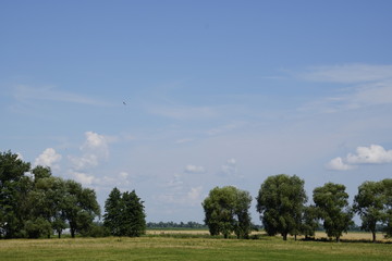 Belarusian Polesye. Summer day in the floodplain of Pripyat. The stork soars in the sky.