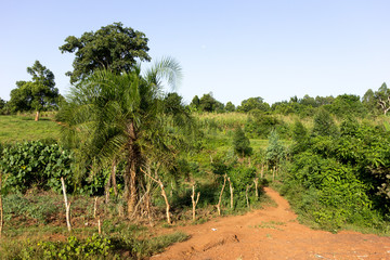 Fototapeta na wymiar A rural landscape. Shot somewhere off Buikwe, Uganda in June 2017.