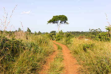 A rural landscape. Shot somewhere off Buikwe, Uganda in June 2017.