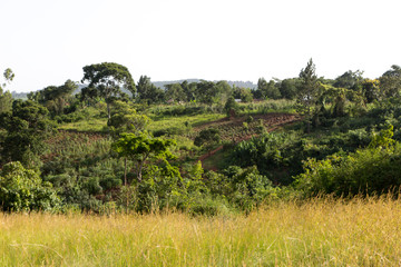 Fototapeta na wymiar A rural landscape. Shot somewhere off Buikwe, Uganda in June 2017.