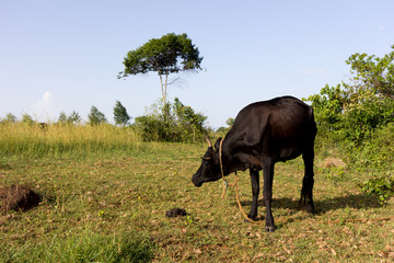 A tied black cow. Shot in Uganda in June 2017.