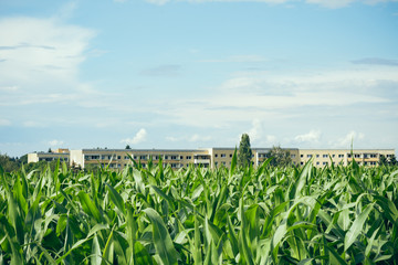 Field of young maize or corn plants