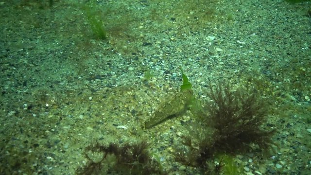 Tubenose goby (Proterorhinus marmoratus) . Fish of the Black Sea