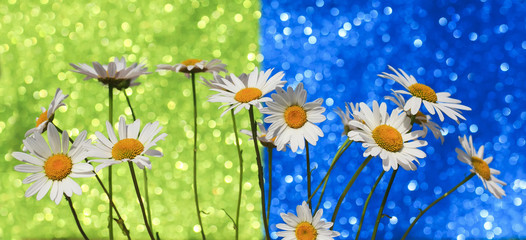 beautiful tender white daisy flowers in a smart bouquet a brilliant festive blue and green background with bright circles and shine