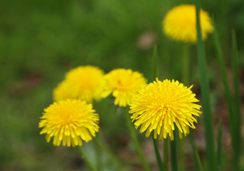 Closeup of medicinal dandelion