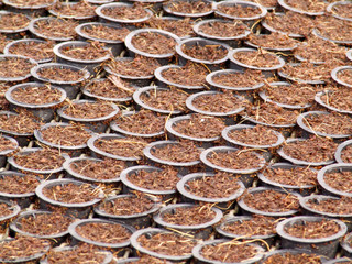 Araras, SP, Brasil, 05/09/2007. Tubetess com substrato para o plantio de sementes de laranja em uma estufa da empresa SaniCitrus, localizada no município de Araras, SP – FOTO: ALF RIBEIRO