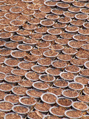 Araras, SP, Brasil, 05/09/2007. Tubetess com substrato para o plantio de sementes de laranja em uma estufa da empresa SaniCitrus, localizada no município de Araras, SP – FOTO: ALF RIBEIRO