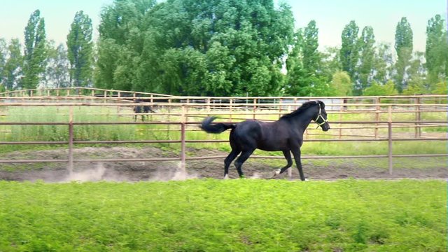 Black beautiful horse galloping on the green grass in the paddock