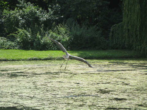 Landender Kranich