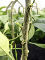 Araras, SP, Brasil, 05/09/2007. Trabalho de criação e  poda das  mudas de laranja em um viveiro da empresa SaniCitrus, localizada no município de Araras, SP. – FOTO: ALF RIBEIRO