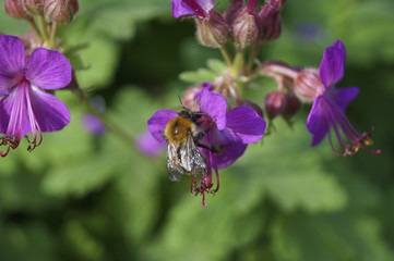 Hummel