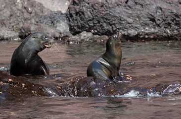 Wildlife and landscapes on the Galapagos Islands, Ecuador