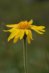 Arnica, Alpenblume, Heilpflanze