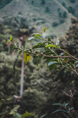 Green ripening coffee berry on a coffee plant in a finca in Colombia