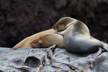 Wildlife and landscapes on the Galapagos Islands, Ecuador